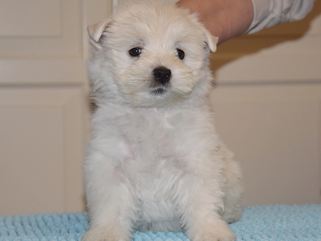 West Highland White Terrier Welpe kaufen