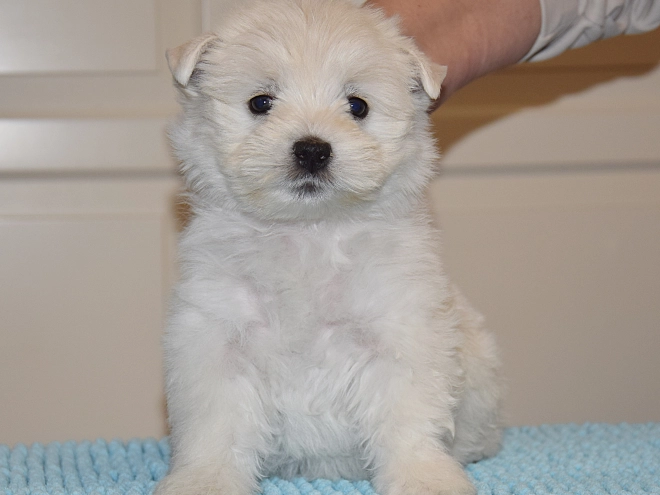 West Highland White Terrier Welpe kaufen