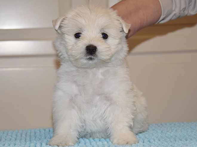 West Highland White Terrier Welpe kaufen