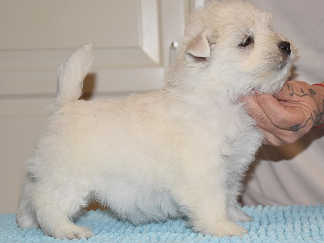 West Highland White Terrier Welpe kaufen