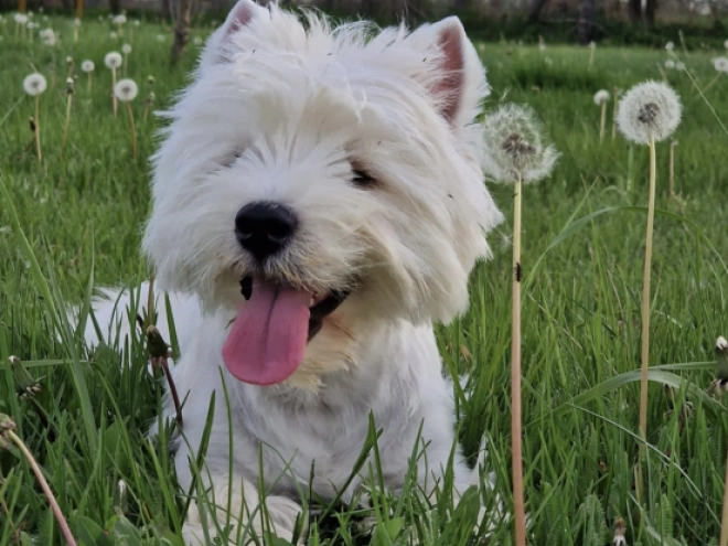 West Highland White Terrier Welpe kaufen
