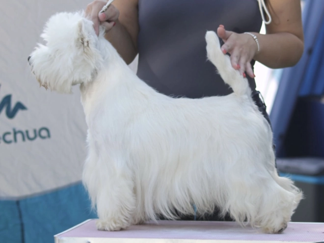 West Highland White Terrier Welpe kaufen