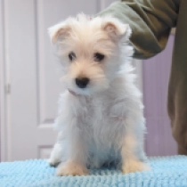 Constance, white West Highland White Terrier for sale