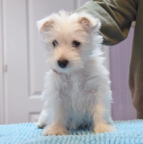 West Highland White Terrier puppy for sale