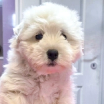 Ice, white West Highland White Terrier for sale