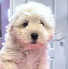 West Highland White Terrier puppy for sale