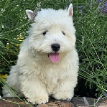 Ice, white West Highland White Terrier for sale