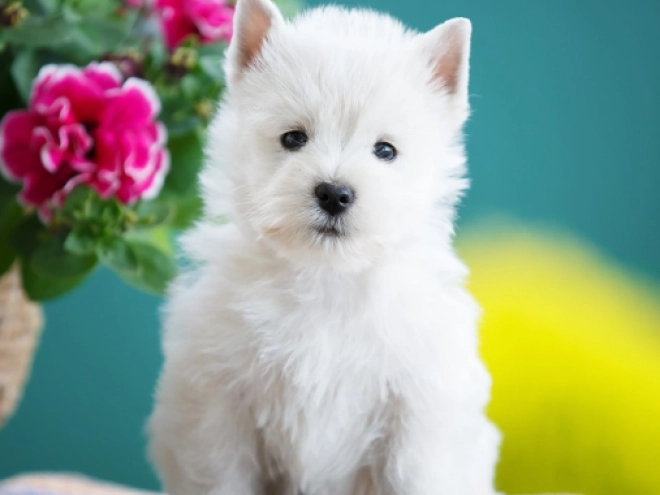 West Highland White Terrier Welpe kaufen