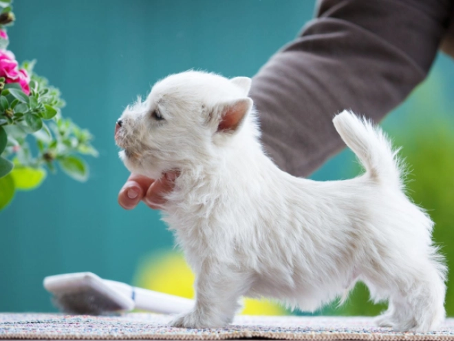 West Highland White Terrier Welpe kaufen