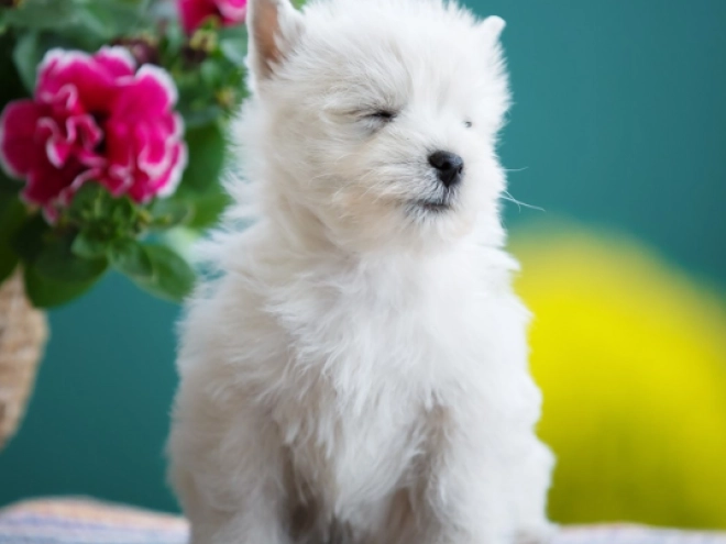 West Highland White Terrier Welpe kaufen