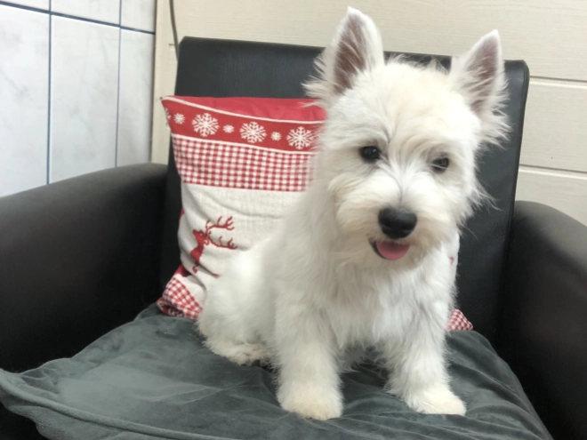 West Highland White Terrier Welpe kaufen