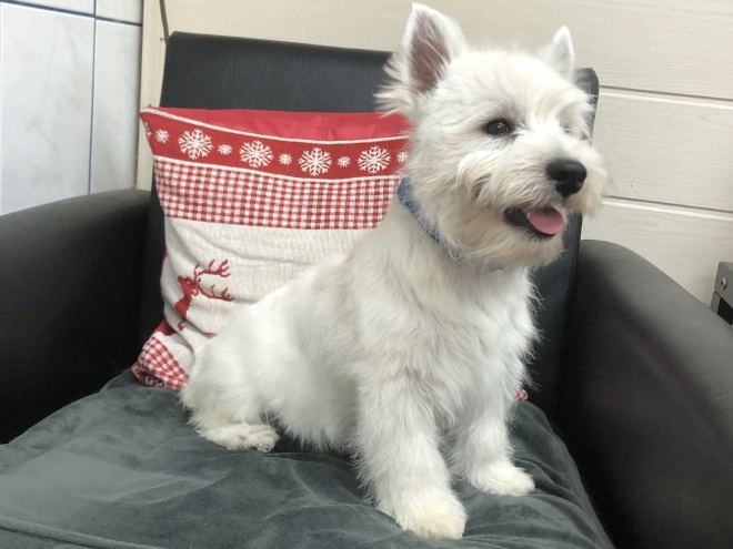 West Highland White Terrier Welpe kaufen