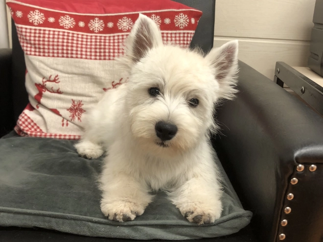 West Highland White Terrier Welpe kaufen