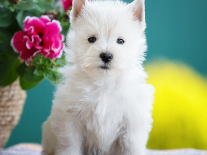 West Highland White Terrier Welpe kaufen