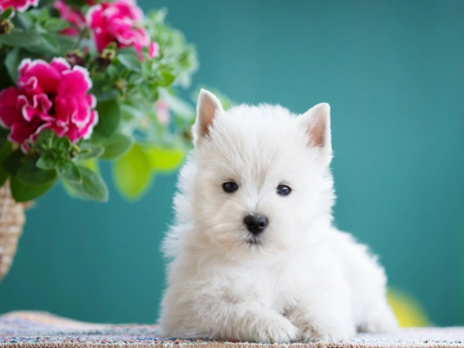 West Highland White Terrier Welpe kaufen