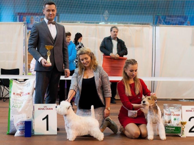 West Highland White Terrier Welpe kaufen