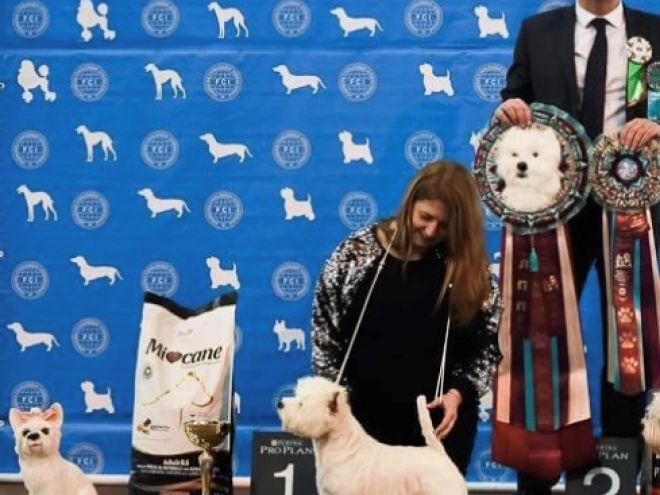 West Highland White Terrier Welpe kaufen