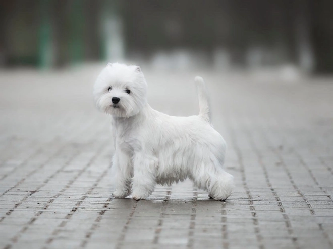 West Highland White Terrier Welpe kaufen