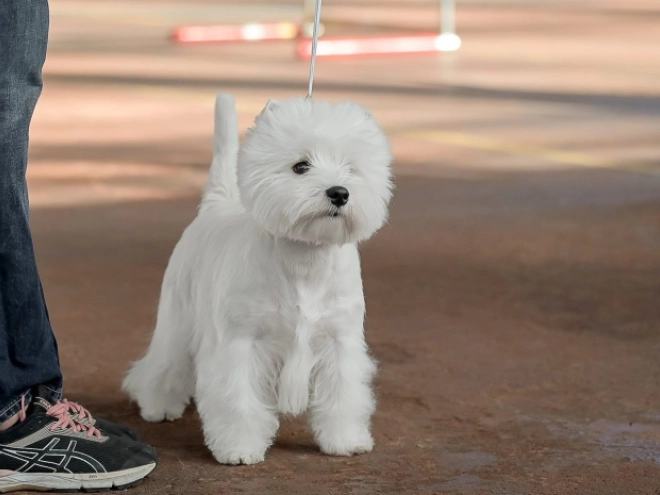 West Highland White Terrier Welpe kaufen
