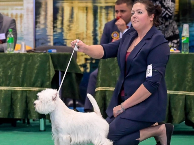 West Highland White Terrier Welpe kaufen