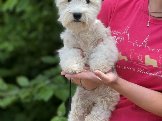 West Highland White Terrier Welpe kaufen