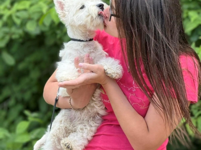 West Highland White Terrier Welpe kaufen