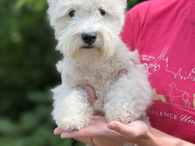 West Highland White Terrier Welpe kaufen