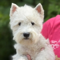 Aurora, white West Highland White Terrier for sale