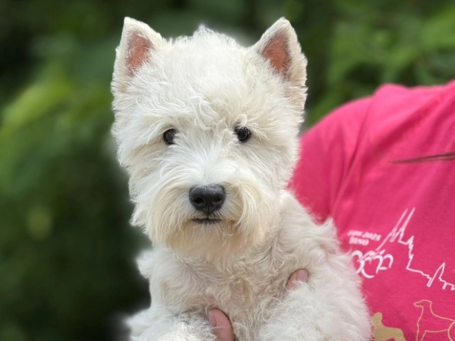 West Highland White Terrier Welpe kaufen