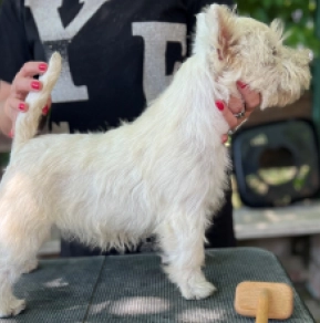 West Highland White Terrier puppy for sale