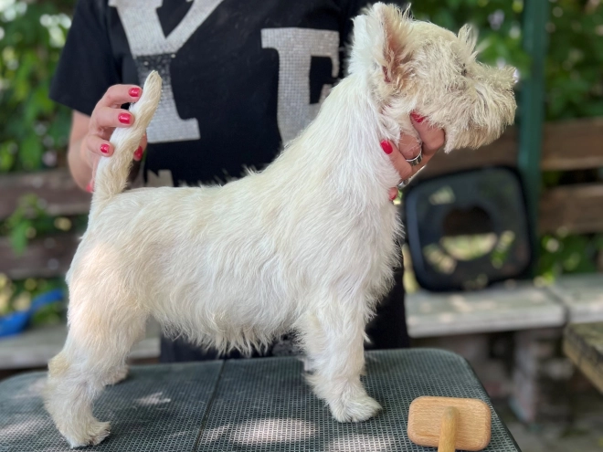 Perros West Highland White Terrier en venta
