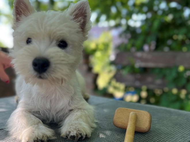 Perros West Highland White Terrier en venta