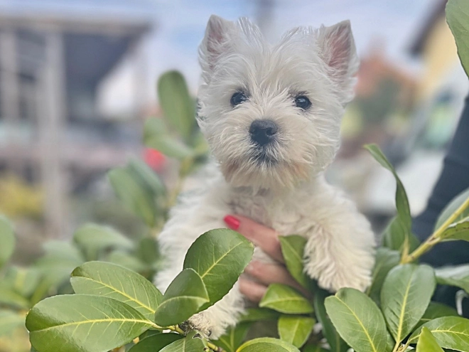 Perros West Highland White Terrier en venta