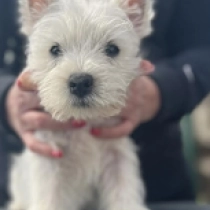 Girlie, white West Highland White Terrier en venta