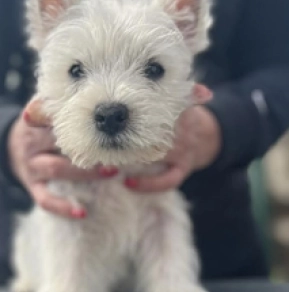 Perros West Highland White Terrier en venta