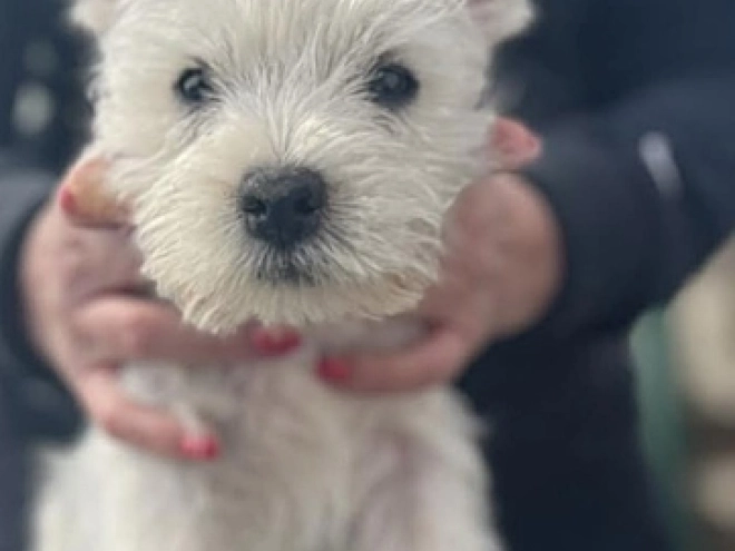 Perros West Highland White Terrier en venta