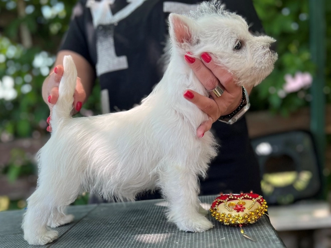 West Highland White Terrier puppy for sale