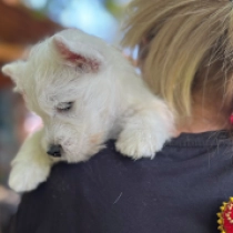 Ozone, white West Highland White Terrier for sale