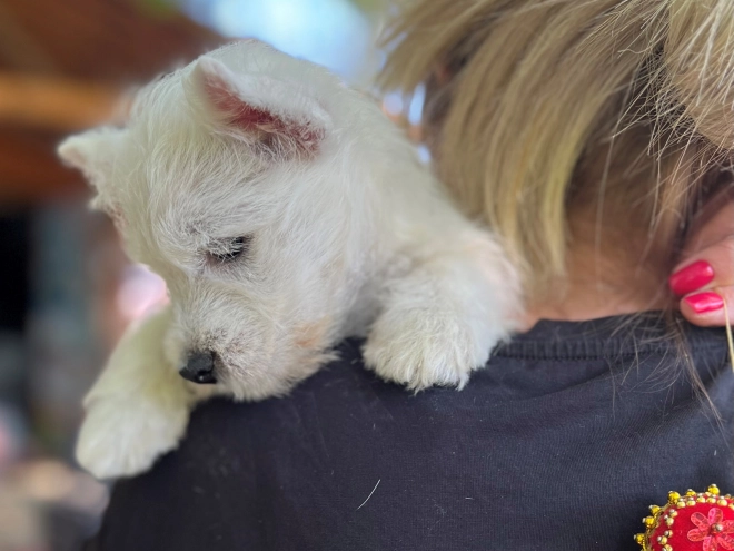 West Highland White Terrier puppy for sale