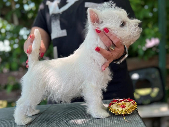 West Highland White Terrier puppy for sale
