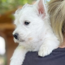 Ozone, white West Highland White Terrier for sale