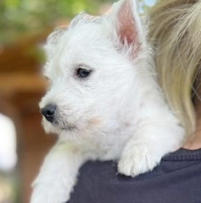 West Highland White Terrier Welpe kaufen