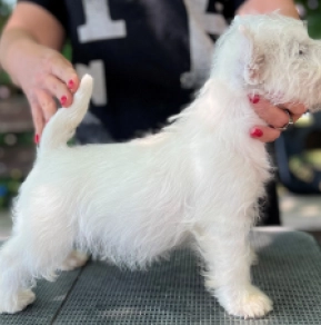 West Highland White Terrier puppy for sale