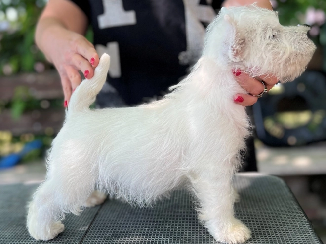 Perros West Highland White Terrier en venta
