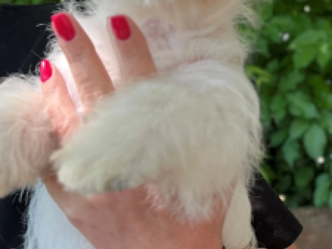 Perros West Highland White Terrier en venta
