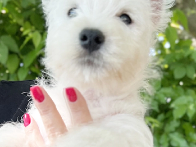 West Highland White Terrier puppy for sale