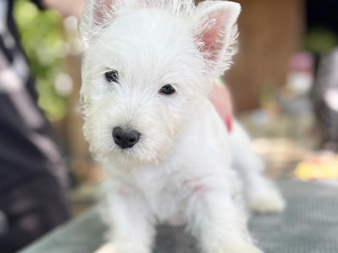 West Highland White Terrier puppy for sale