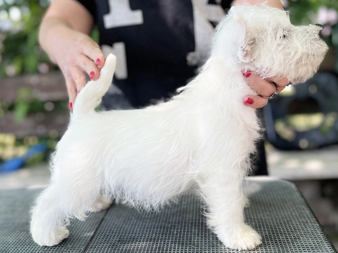 West Highland White Terrier puppy for sale