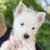 Orion, white West Highland White Terrier for sale