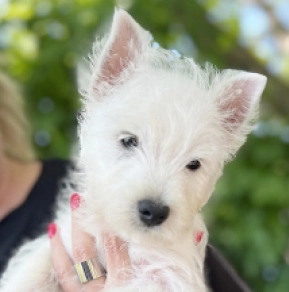 West Highland White Terrier Welpe kaufen